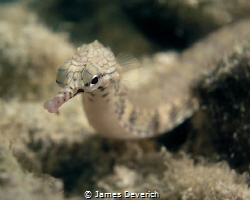 This pipe fish held perfectly still for me and stared dow... by James Deverich 